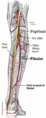 Popliteal branches from posterior labeled.png